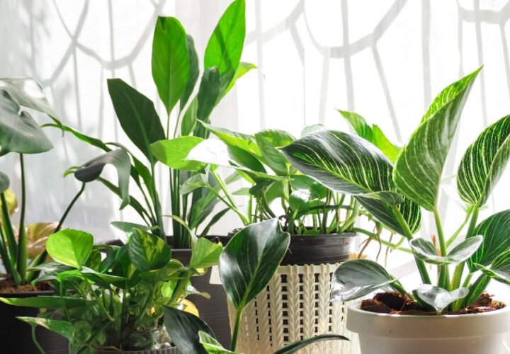 Purifying Inside Air With Plants
