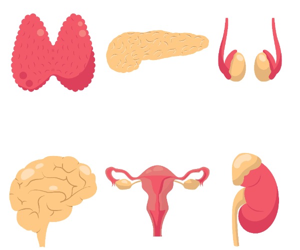 Endocrine System